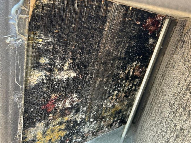 a picture of a very dirty evaporator coil with mold growth, this is caused by the lack of air filtration quality and caused the air conditioner to freeze up